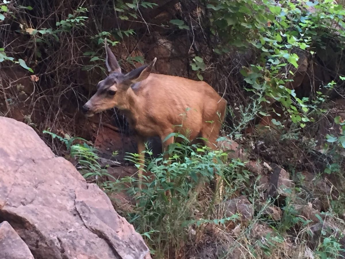 Zion National Park