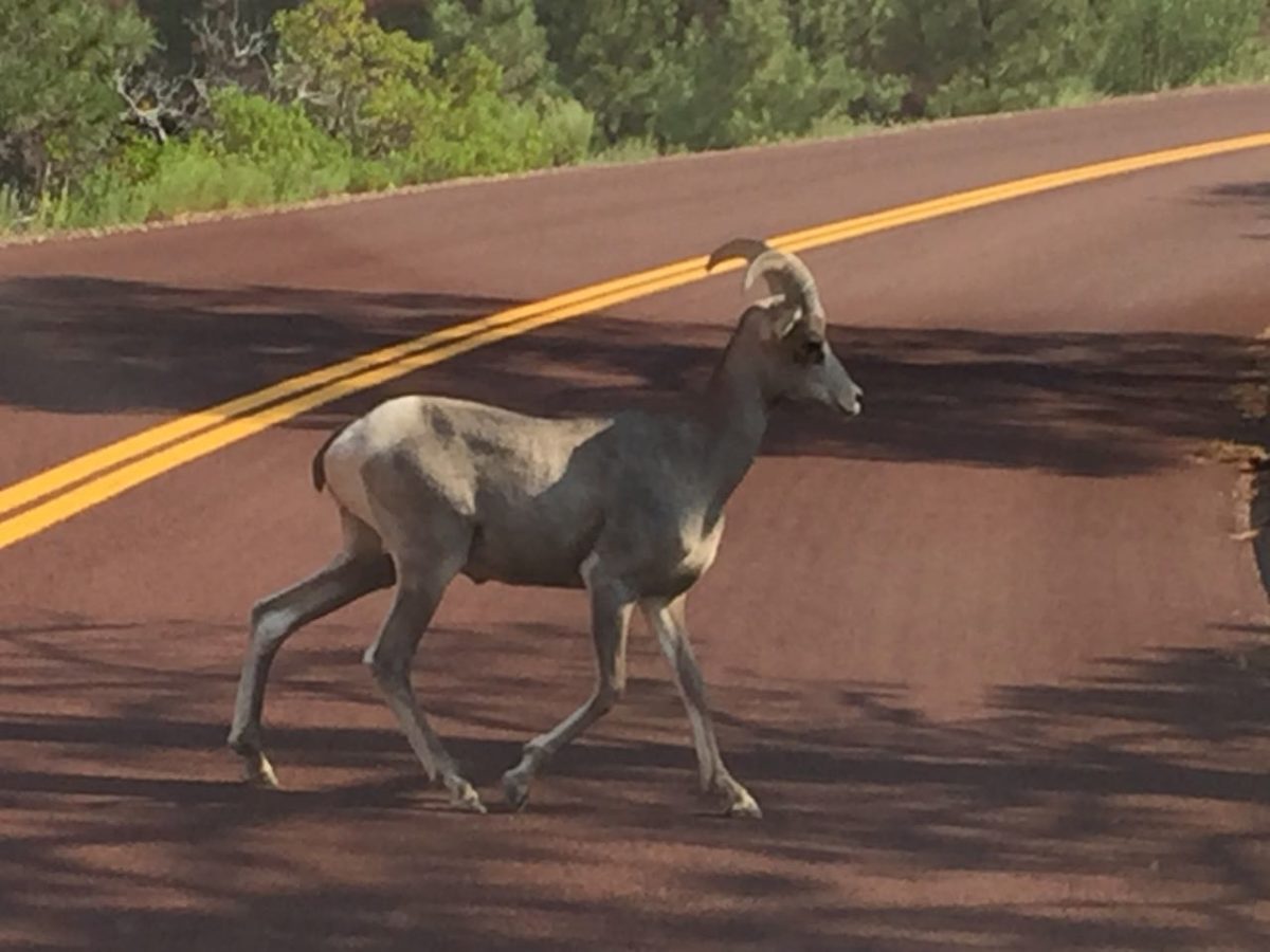 Zion to Bryce Canyon