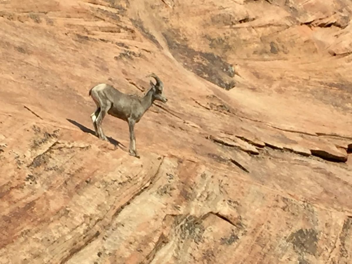 Zion to Bryce Canyon