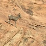 Zion to Bryce Canyon