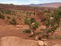 Capitol Reef National Park