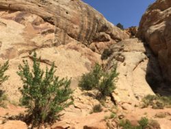 Capitol Reef National Park