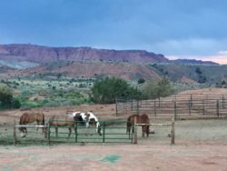 Capitol Reef National Park