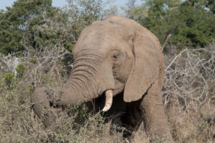 Kruger National Park
