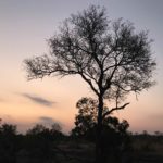Manyeleti Game Reserve