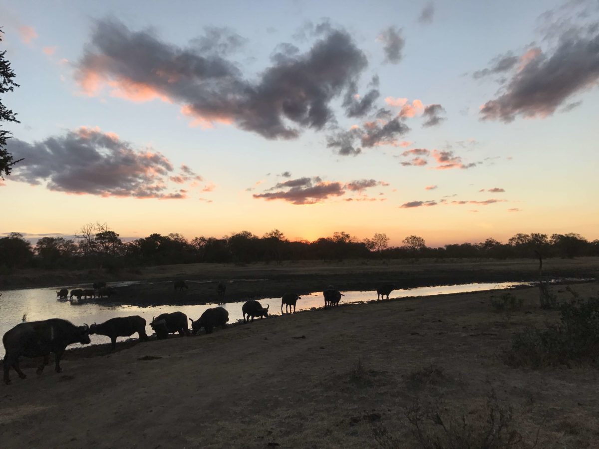 Manyeleti Game Reserve