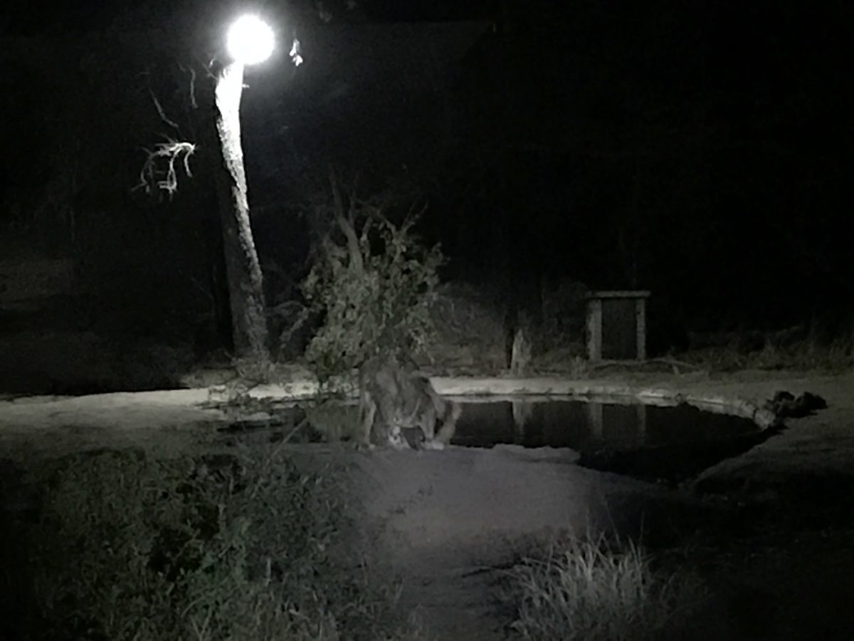 Manyeleti Game Reserve