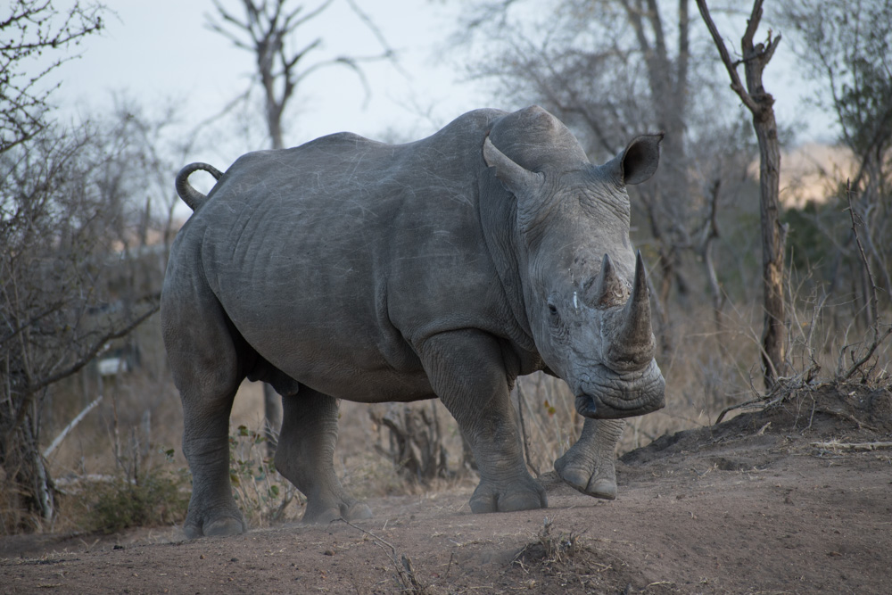 Manyeleti Game Reserve