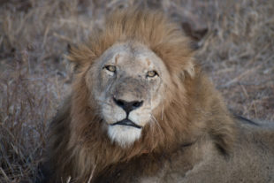 Manyeleti Game Reserve