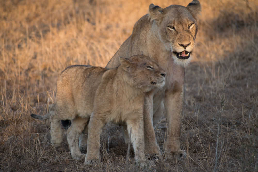 Manyeleti Game Reserve
