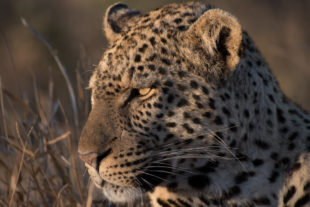 Manyeleti Game Reserve