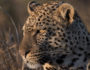 Manyeleti Game Reserve