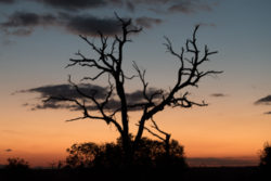 Manyeleti Game Reserve