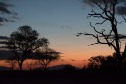 Manyeleti Game Reserve