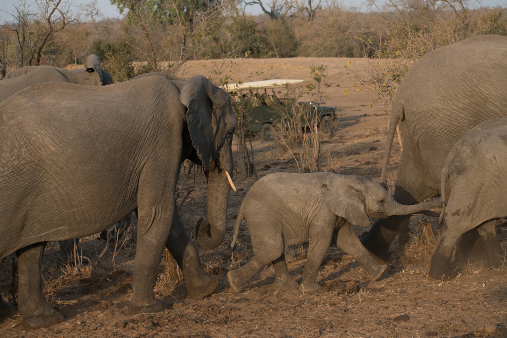 Manyeleti Game Reserve