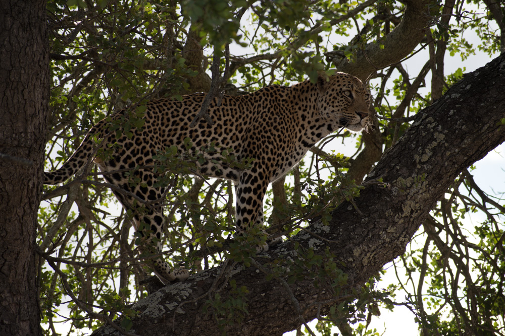Manyeleti Game Reserve