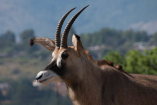 Mlilwane Wildlife Sanctuary