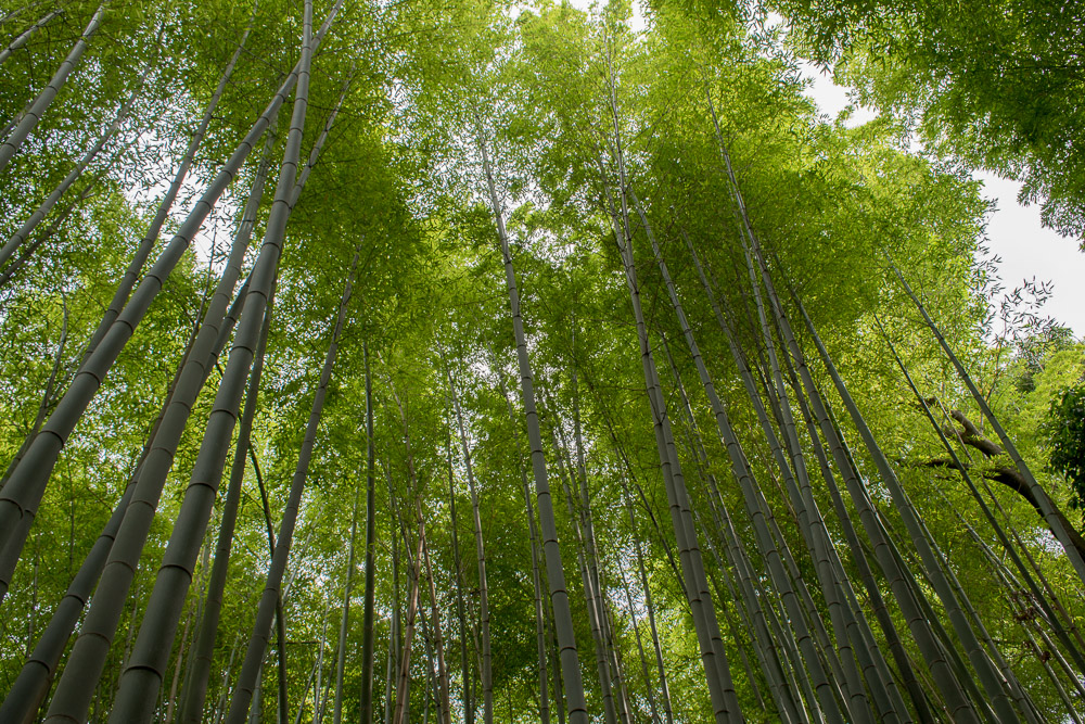 Kyoto