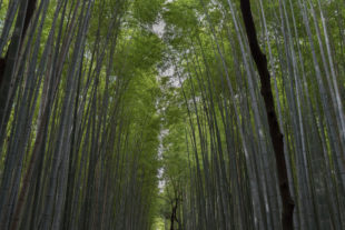 Kyoto