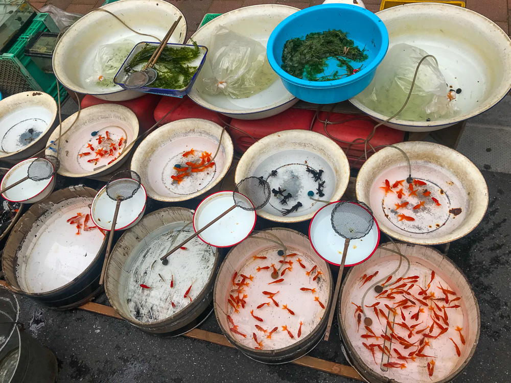 Aquarium fish for sale on Sugamo Shopping Street