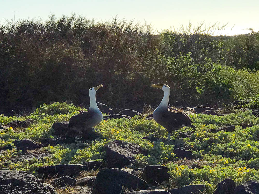 Waved Albatross Courtship Dance