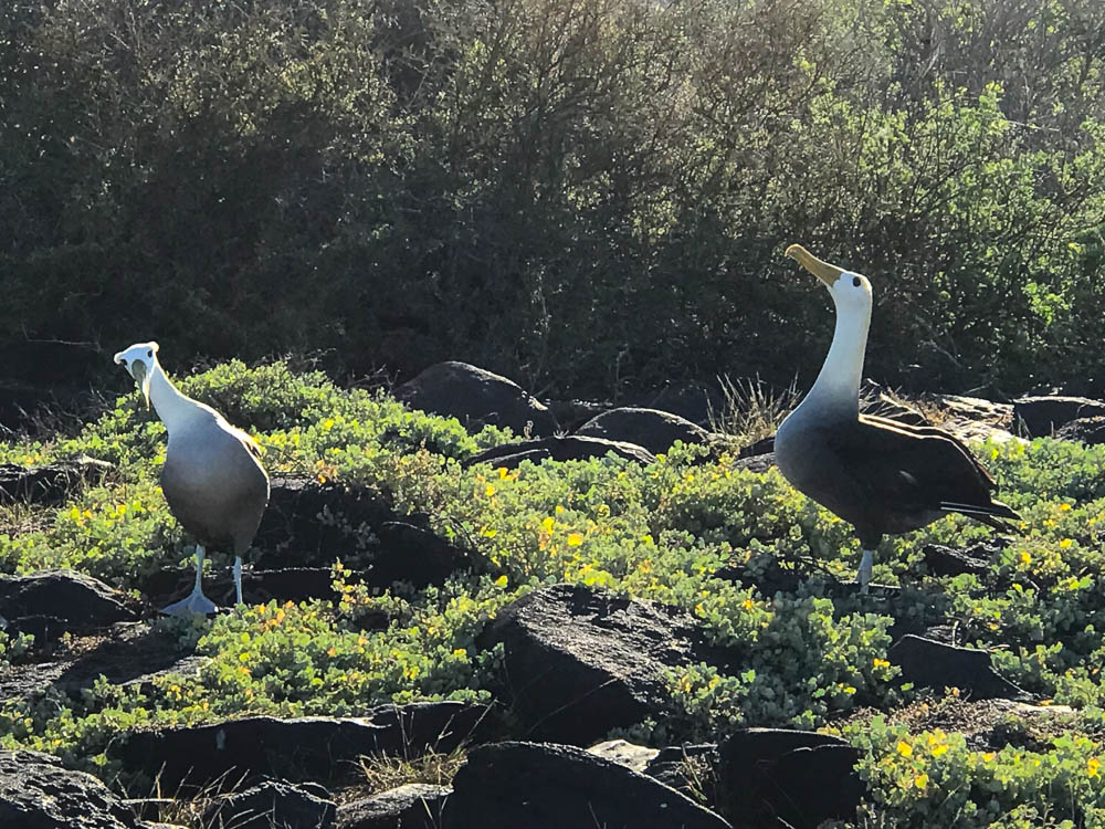 Waved Albatross Courtship Dance