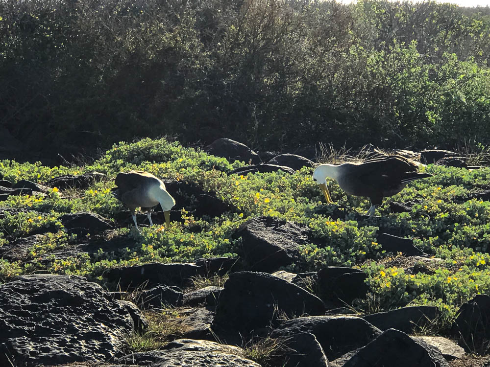 Waved Albatross Courtship Dance