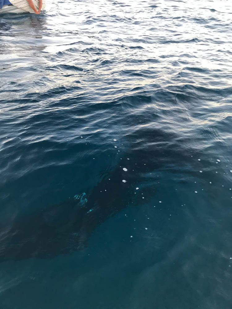 whale shark espanola