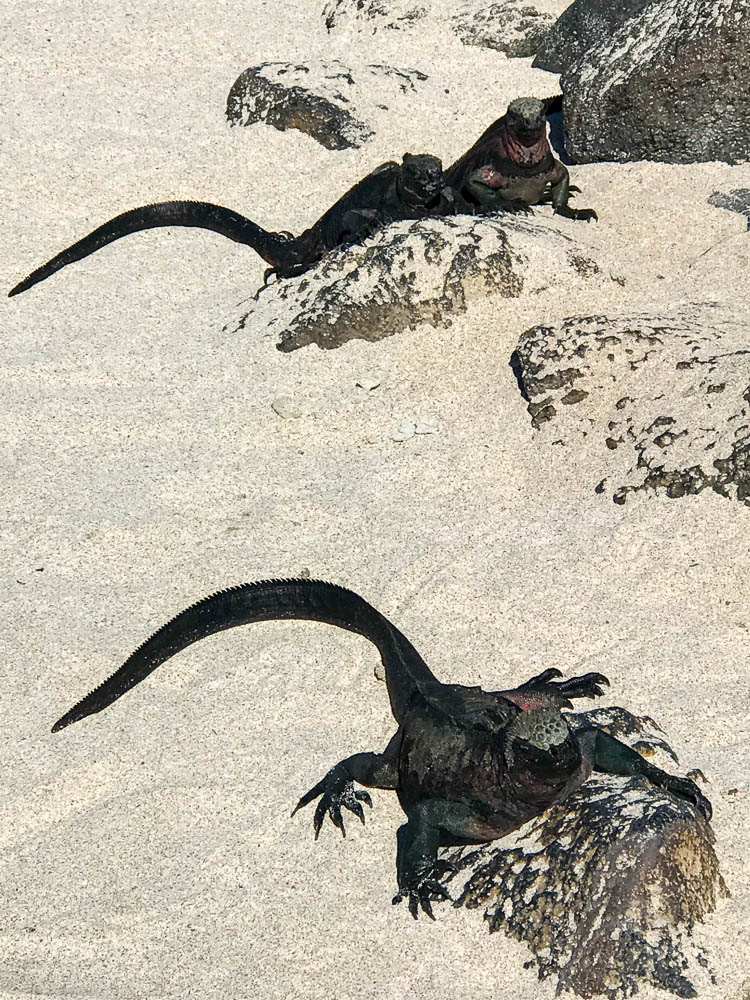 marine iguanas espanola