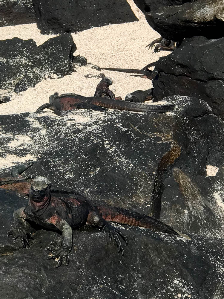 marine iguanas espanola galapagos cruise