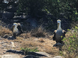 Galapagos cruise