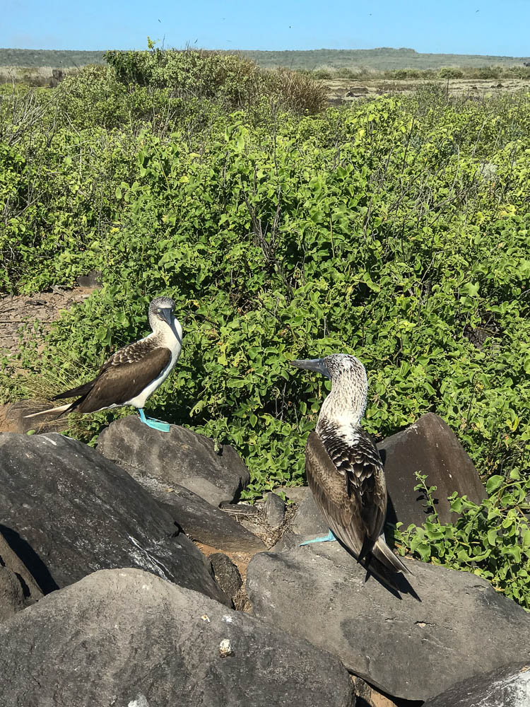 blue-footed boobies espanola