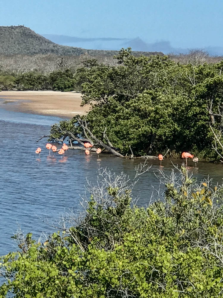flamingos floreana