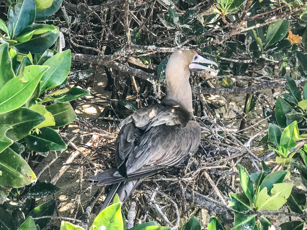 red-footed booby