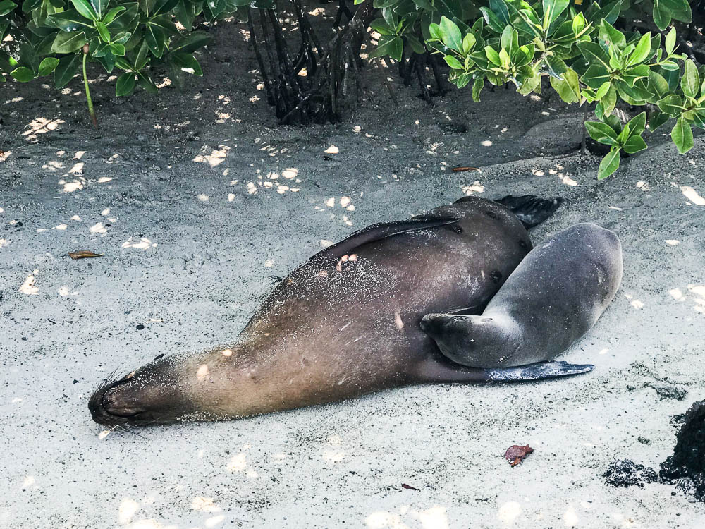 sea lion genovesa