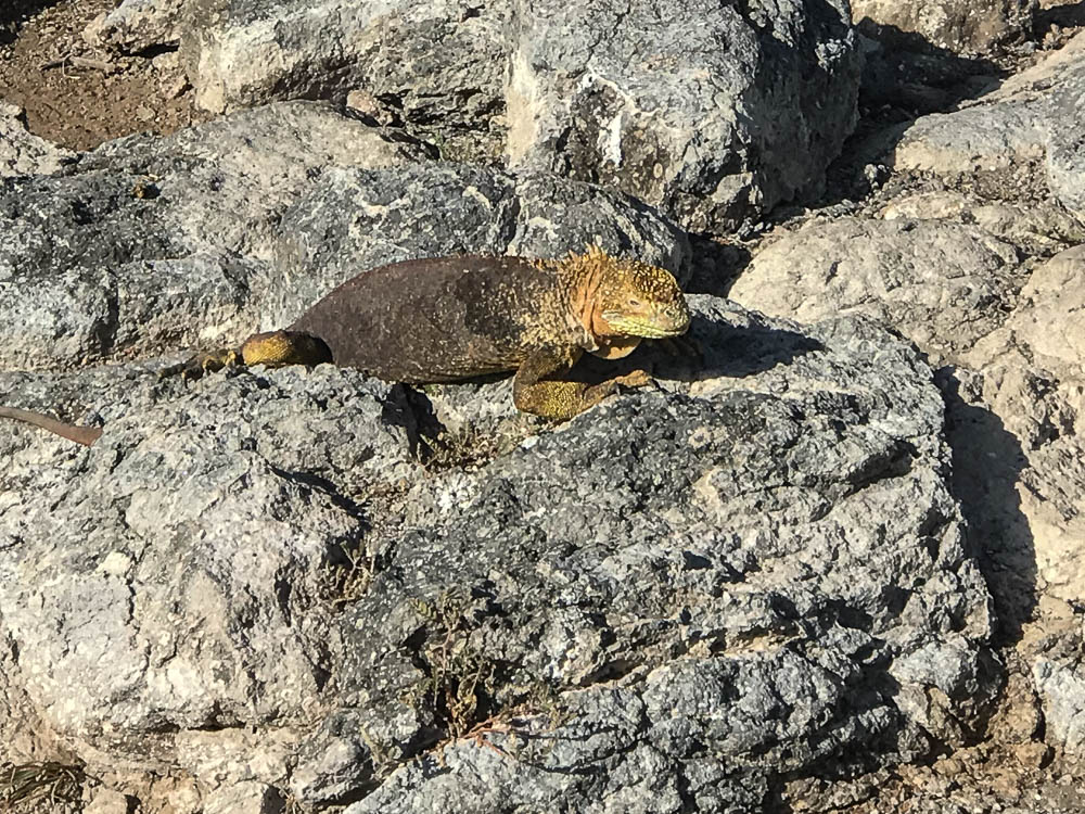 Galapagos cruise South Plaza