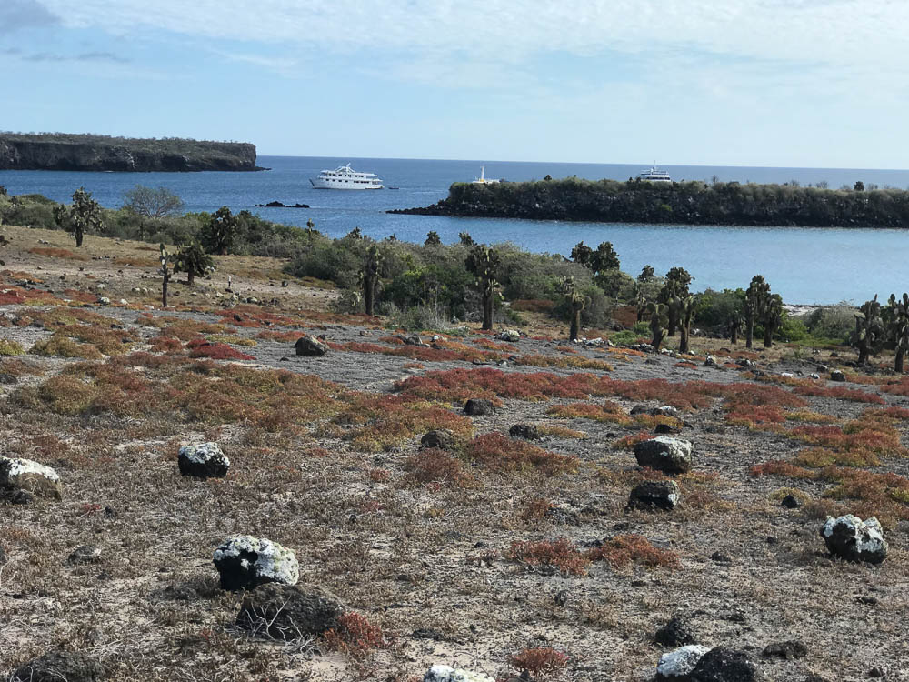 Galapagos Cruise South Plaza