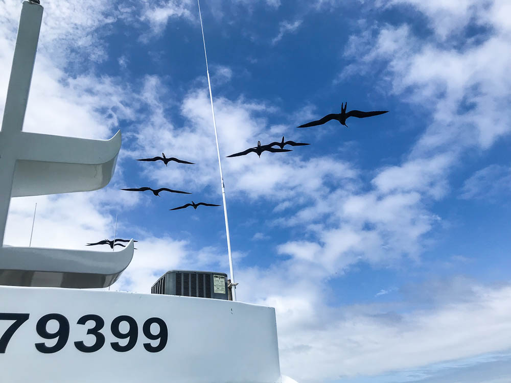 frigate birds