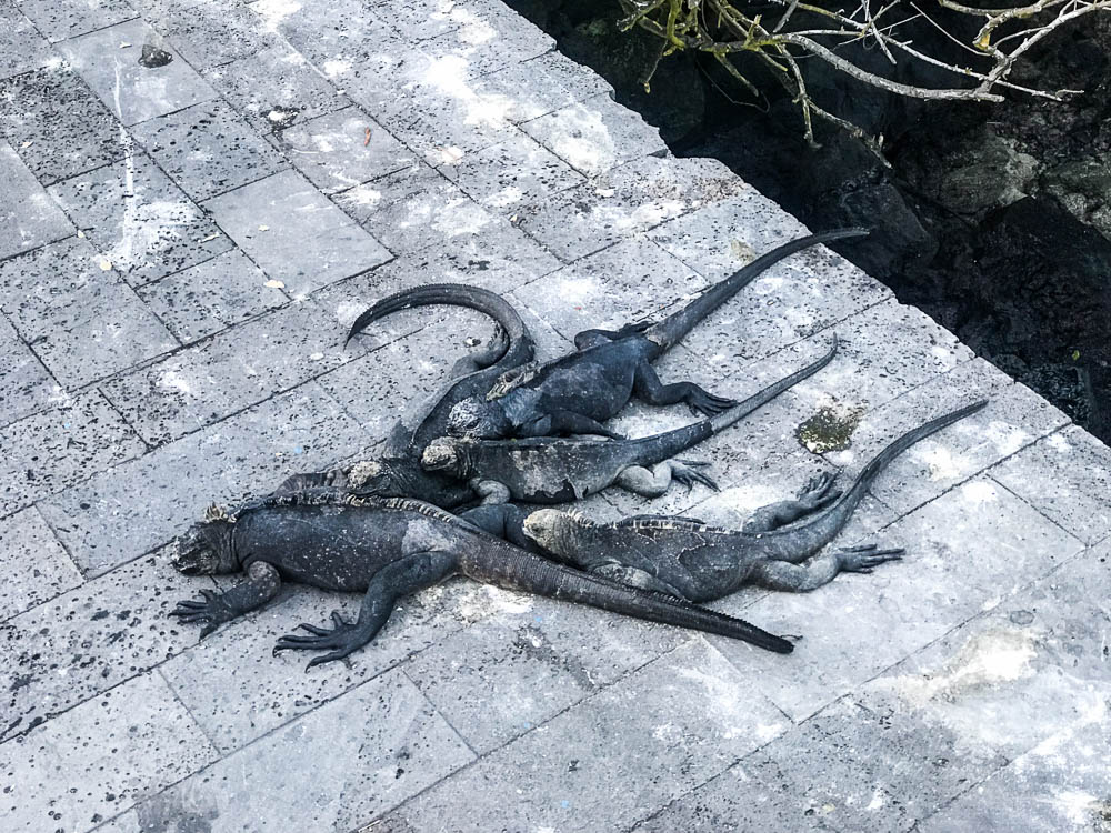 Marine Iguanas