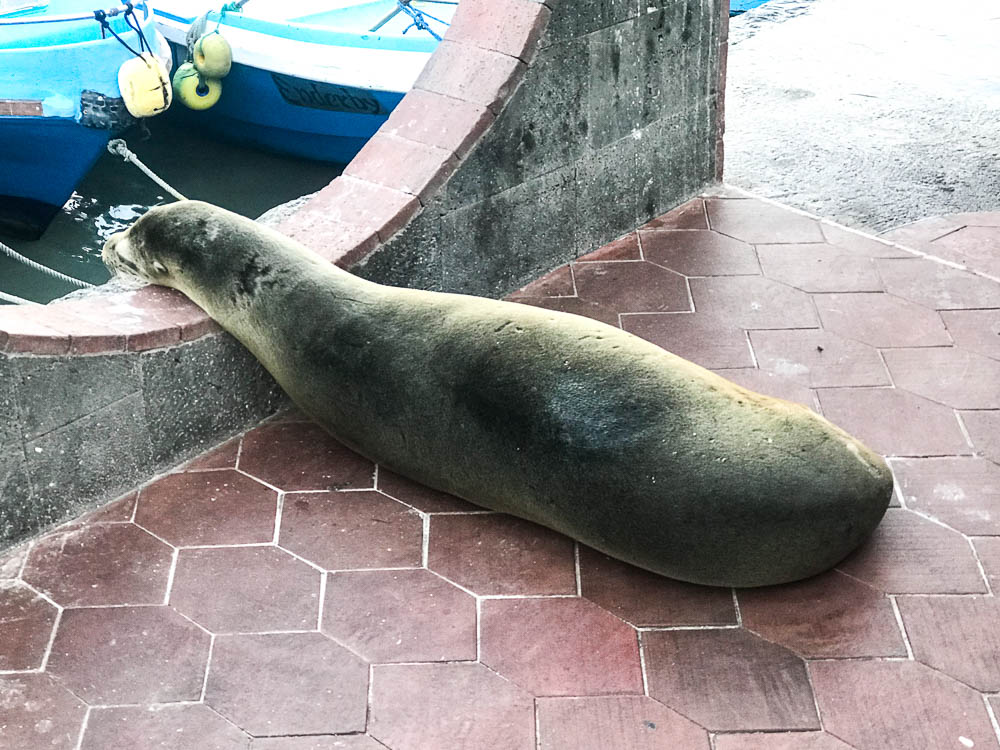 sea lion
