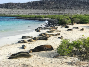Galapagos cruise Santa Fe
