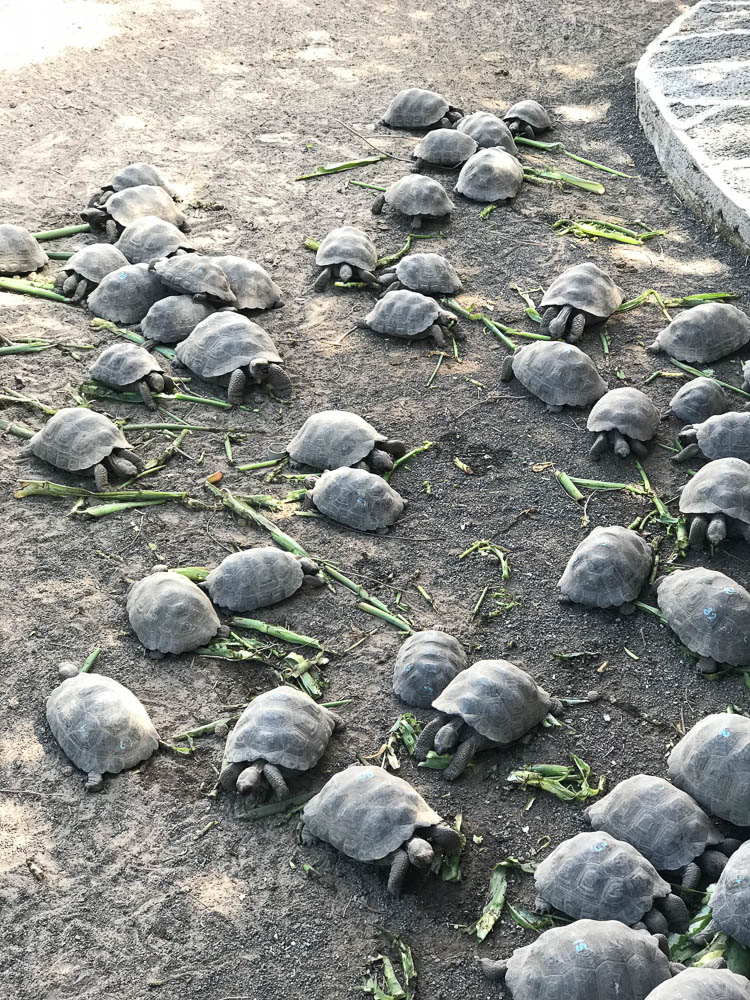 tortoise center isabela island