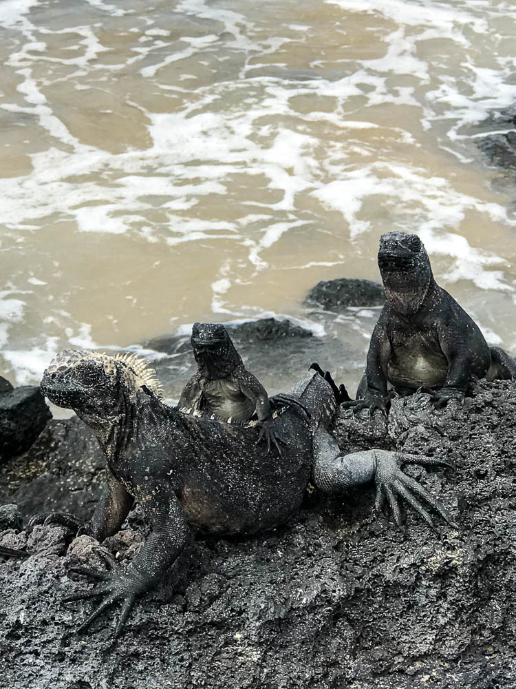 marine iguanas isabela island