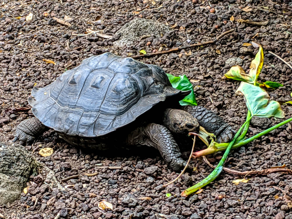 galapagos tortoise