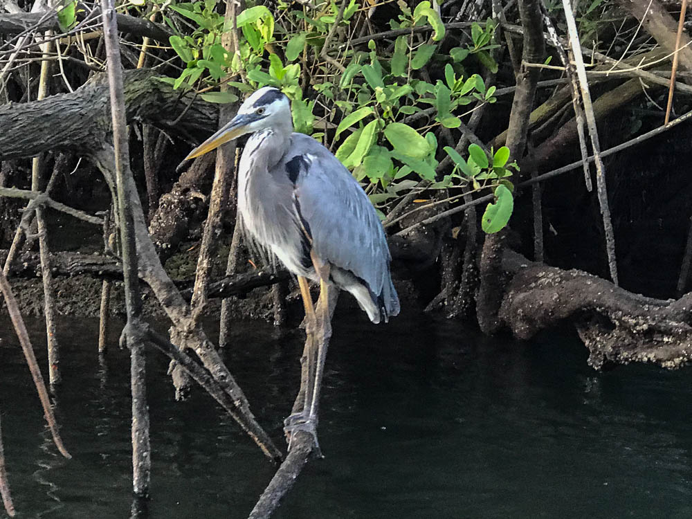 heron