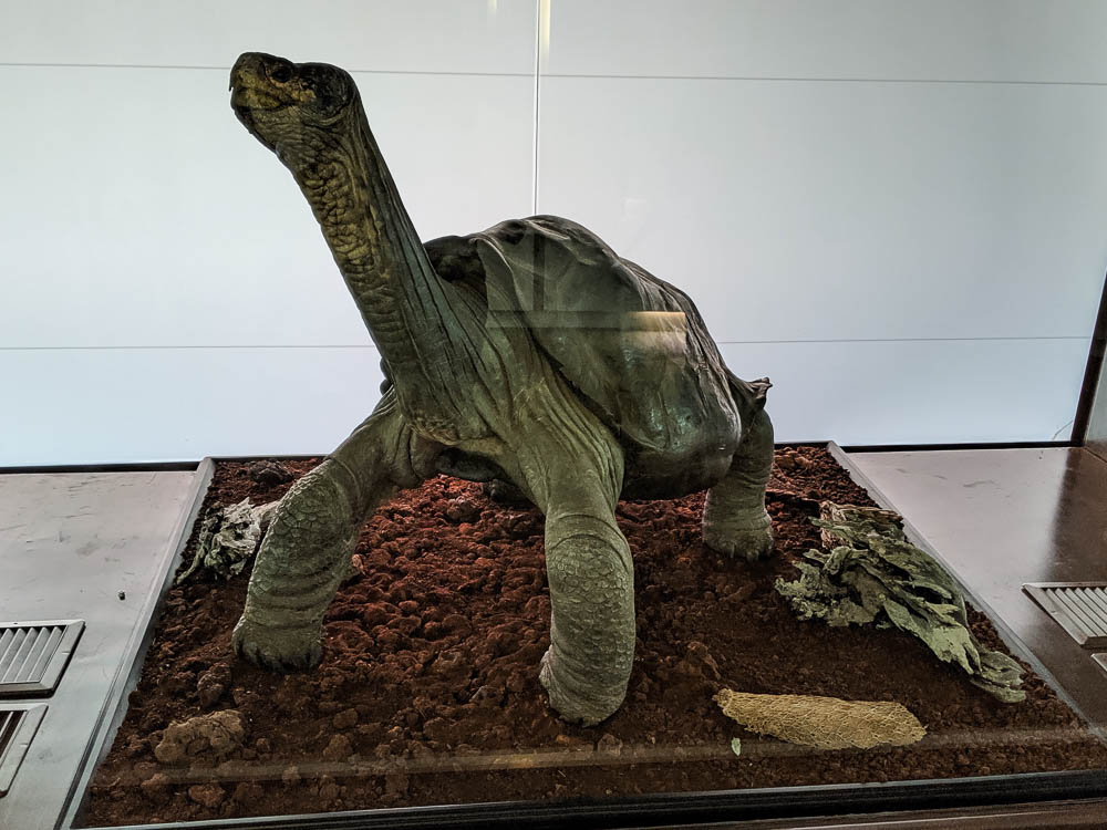 lonesome george