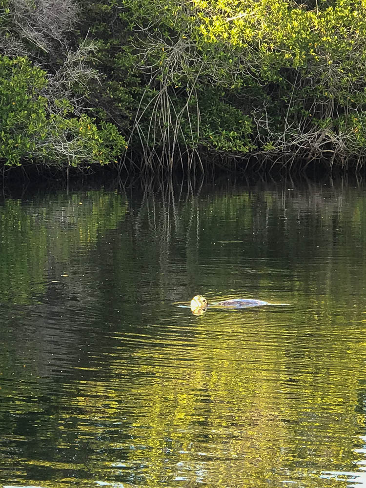 sea turtle