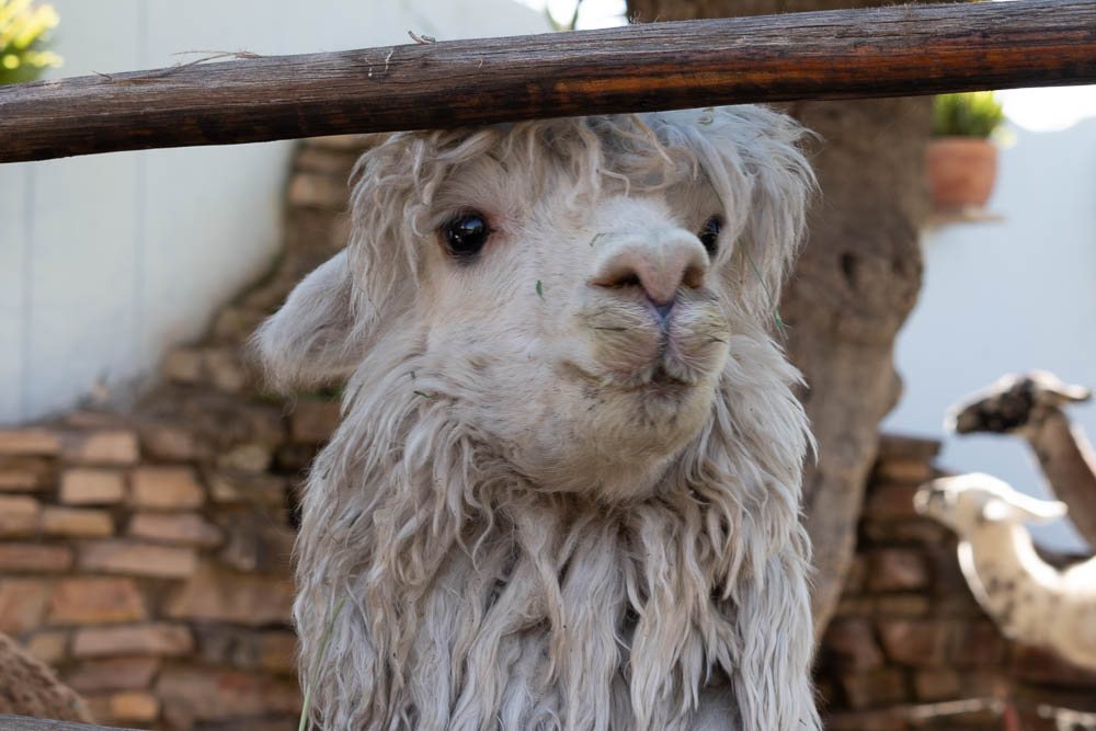 mundo alpaca
