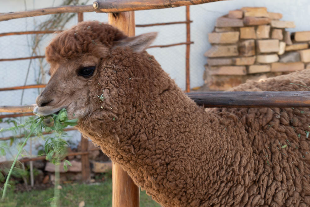 mundo alpaca