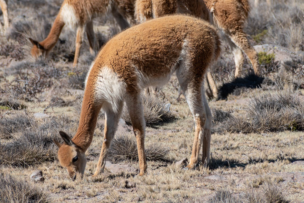 vicuna